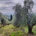 Panoramic view of an olive grove with several olive trees in a field. - Olive Oil Times