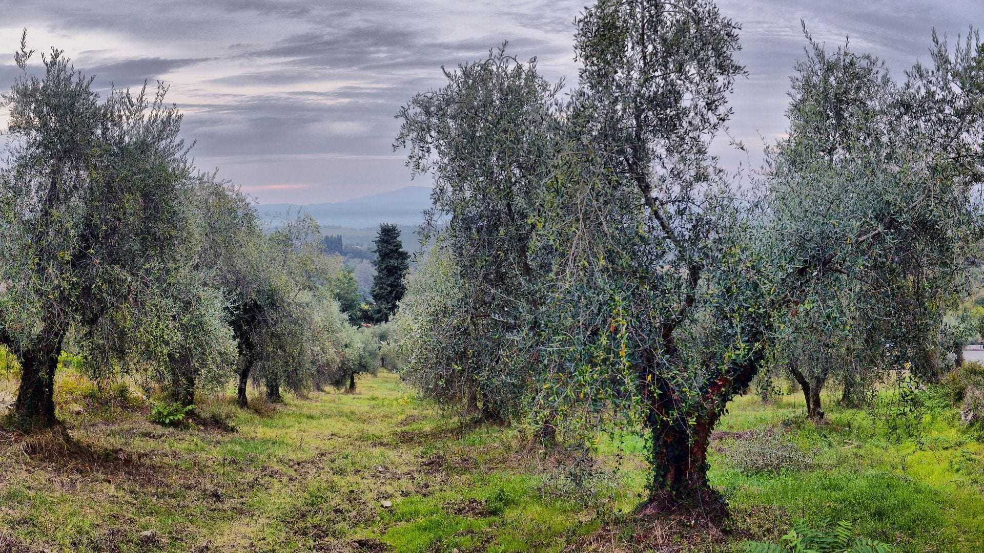 Panoramic view of an olive grove with several olive trees in a field. - Olive Oil Times