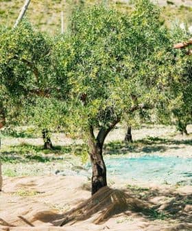 Two individuals harvesting olives from trees using ladders in a Sicilian olive grove. - Olive Oil Times