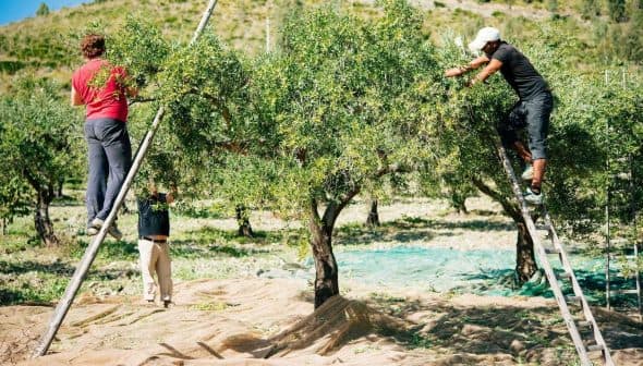 Two individuals harvesting olives from trees using ladders in a Sicilian olive grove. - Olive Oil Times