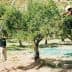 Two individuals harvesting olives from trees using ladders in a Sicilian olive grove. - Olive Oil Times