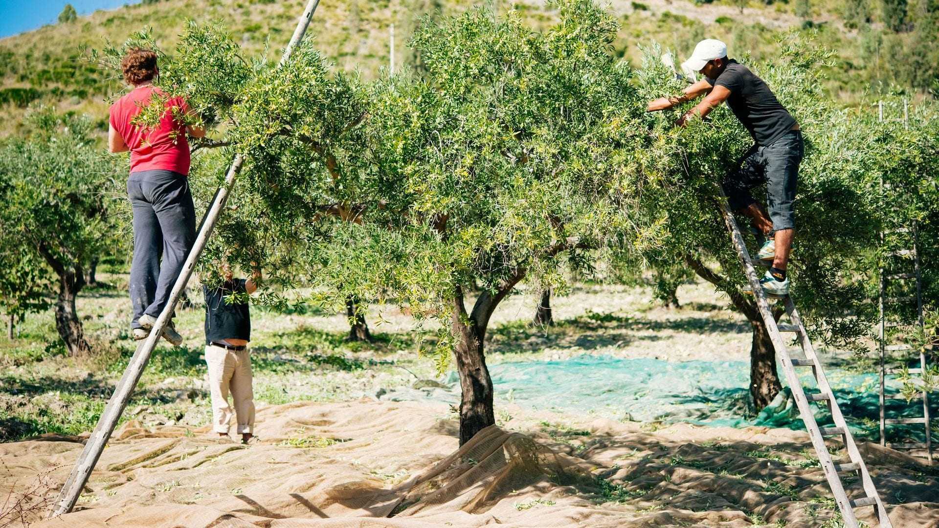 Two individuals harvesting olives from trees using ladders in a Sicilian olive grove. - Olive Oil Times