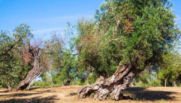 Several olive trees with twisted trunks in a sunlit field under a clear blue sky. - Olive Oil Times