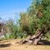 Several olive trees with twisted trunks in a sunlit field under a clear blue sky. - Olive Oil Times