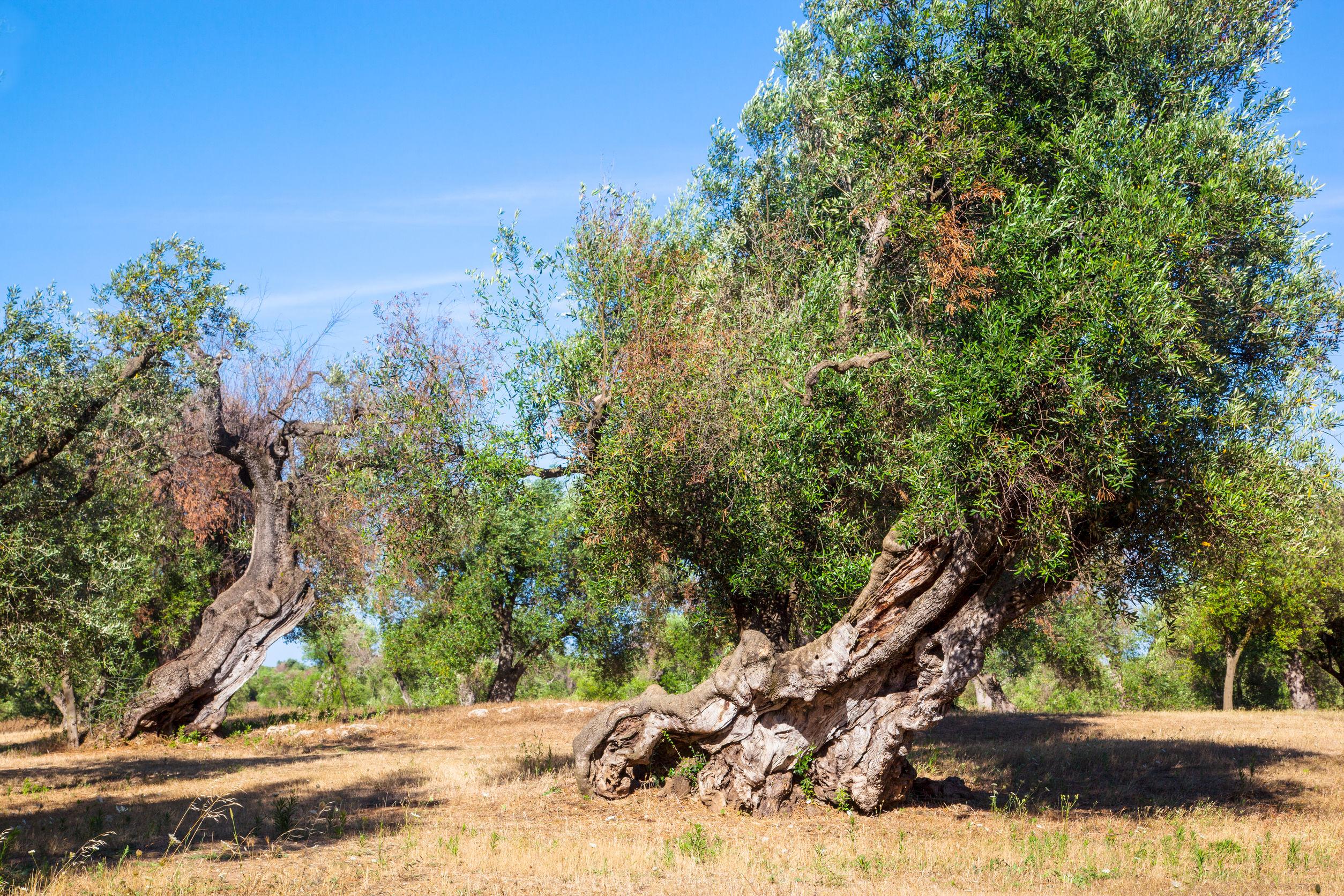 Several olive trees with twisted trunks in a sunlit field under a clear blue sky. - Olive Oil Times