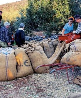 Group of workers handling large sacks filled with olives on a farm. - Olive Oil Times
