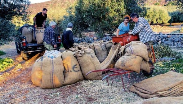 Group of workers handling large sacks filled with olives on a farm. - Olive Oil Times