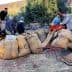 Group of workers handling large sacks filled with olives on a farm. - Olive Oil Times