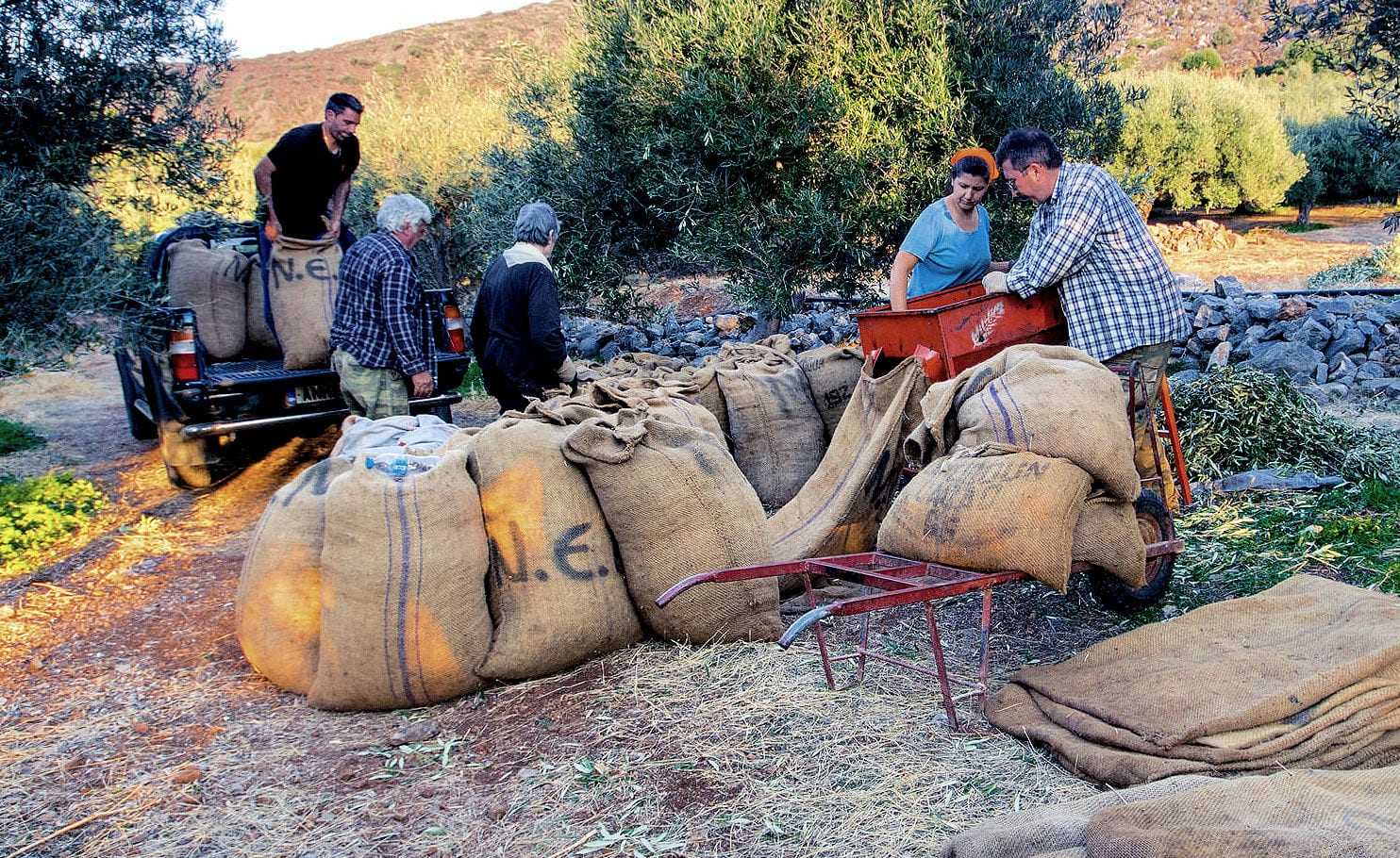 Group of workers handling large sacks filled with olives on a farm. - Olive Oil Times