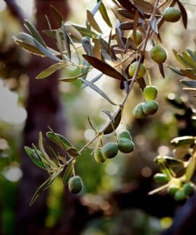 Close-up of an olive tree branch featuring green olives and leaves in natural light. - Olive Oil Times