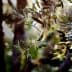 Close-up of an olive tree branch featuring green olives and leaves in natural light. - Olive Oil Times