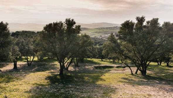 Olive trees in a grove with a distant landscape view in Morocco during daylight. - Olive Oil Times