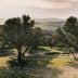 Olive trees in a grove with a distant landscape view in Morocco during daylight. - Olive Oil Times