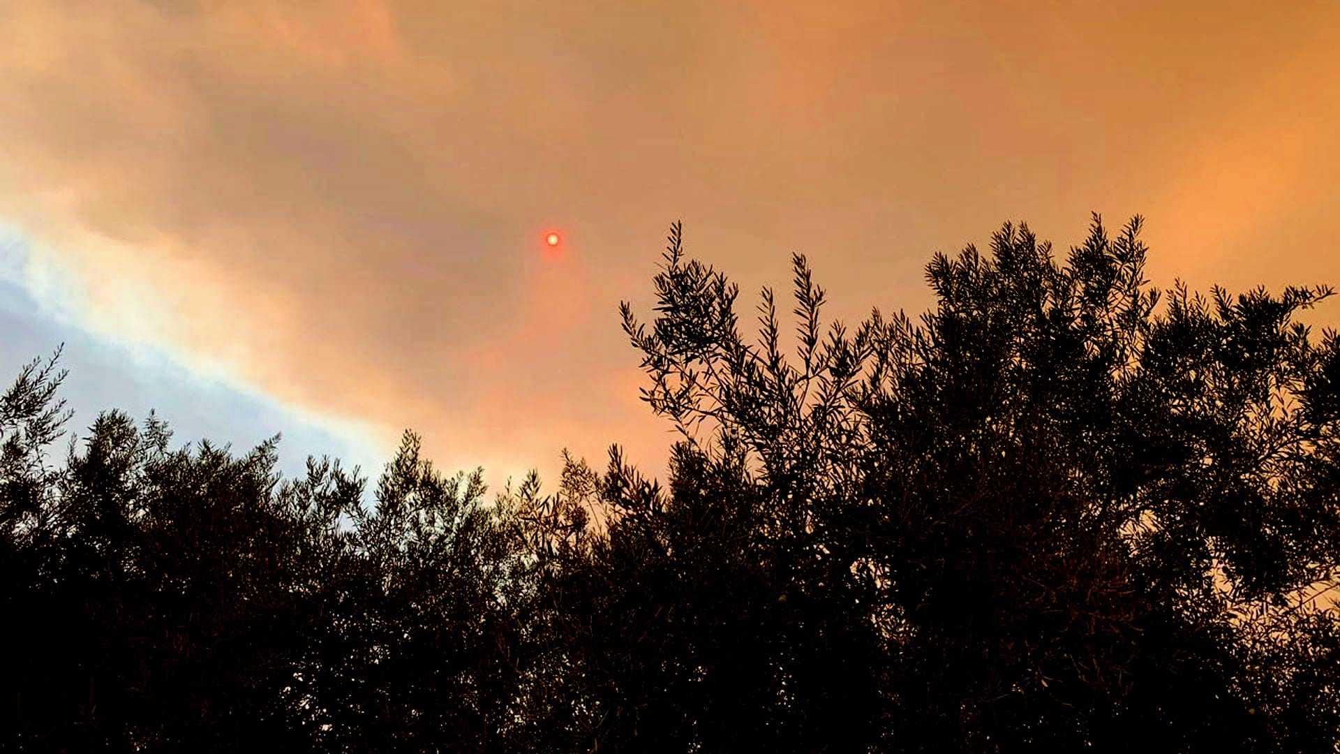 Sunset appearing as a red orb through smoky clouds above silhouetted trees. - Olive Oil Times