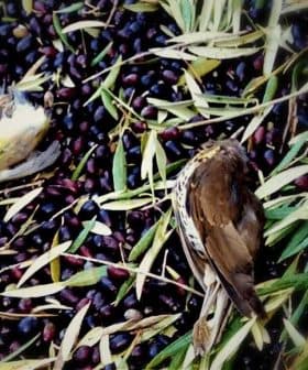 Two birds resting on a bed of fallen olives and olive leaves on the ground. - Olive Oil Times