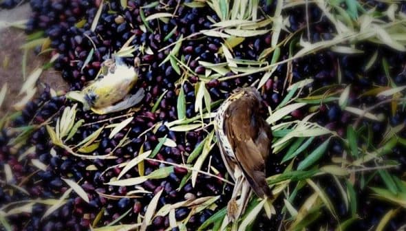 Two birds resting on a bed of fallen olives and olive leaves on the ground. - Olive Oil Times
