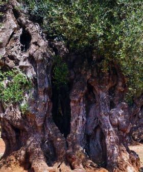 A large, ancient olive tree with a thick trunk and dense green foliage in Puglia. - Olive Oil Times