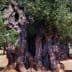 A large, ancient olive tree with a thick trunk and dense green foliage in Puglia. - Olive Oil Times