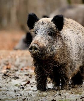 A wild boar standing in a muddy area with a blurred background of other boars. - Olive Oil Times