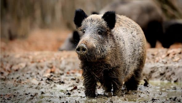 A wild boar standing in a muddy area with a blurred background of other boars. - Olive Oil Times