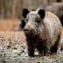 A wild boar standing in a muddy area with a blurred background of other boars. - Olive Oil Times