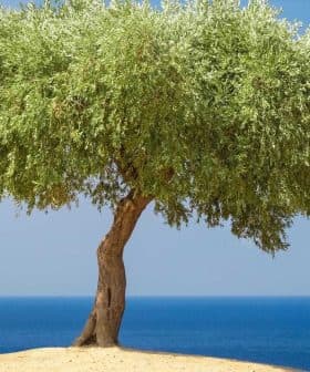 An olive tree with a rounded canopy standing on a sandy area with the sea in the background. - Olive Oil Times