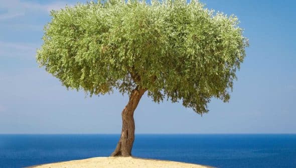 An olive tree with a rounded canopy standing on a sandy area with the sea in the background. - Olive Oil Times