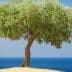 An olive tree with a rounded canopy standing on a sandy area with the sea in the background. - Olive Oil Times
