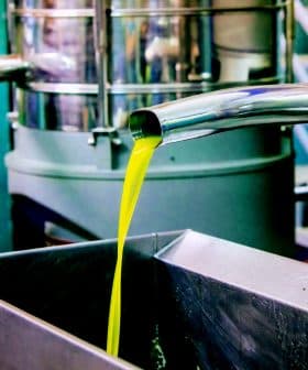 Stream of green olive oil flowing from a metal pipe into a stainless steel container during extraction. - Olive Oil Times