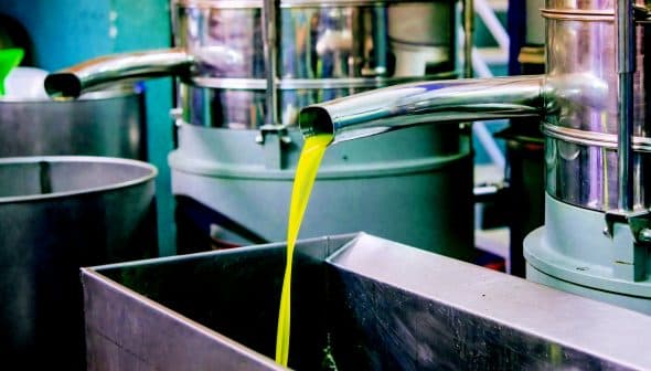 Stream of green olive oil flowing from a metal pipe into a stainless steel container during extraction. - Olive Oil Times