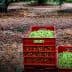 Two red crates filled with freshly harvested green olives on the ground in an olive grove. - Olive Oil Times