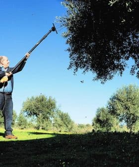 Monte da Oliveira Velha - Amor é Cego
