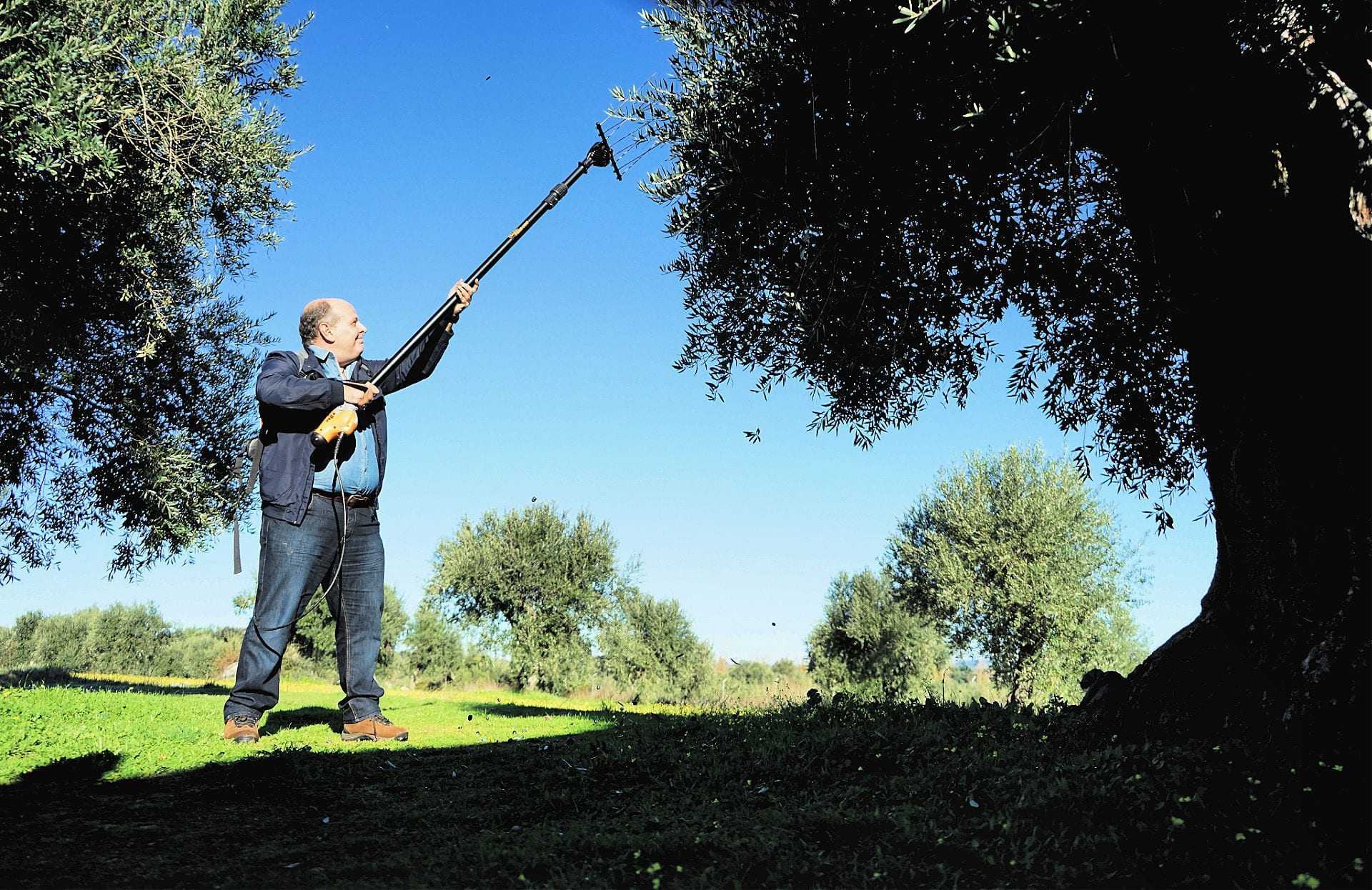 Monte da Oliveira Velha - Amor é Cego