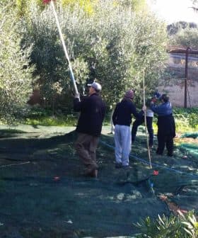 Group of individuals harvesting olives using poles in an olive grove. - Olive Oil Times