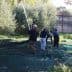 Group of individuals harvesting olives using poles in an olive grove. - Olive Oil Times