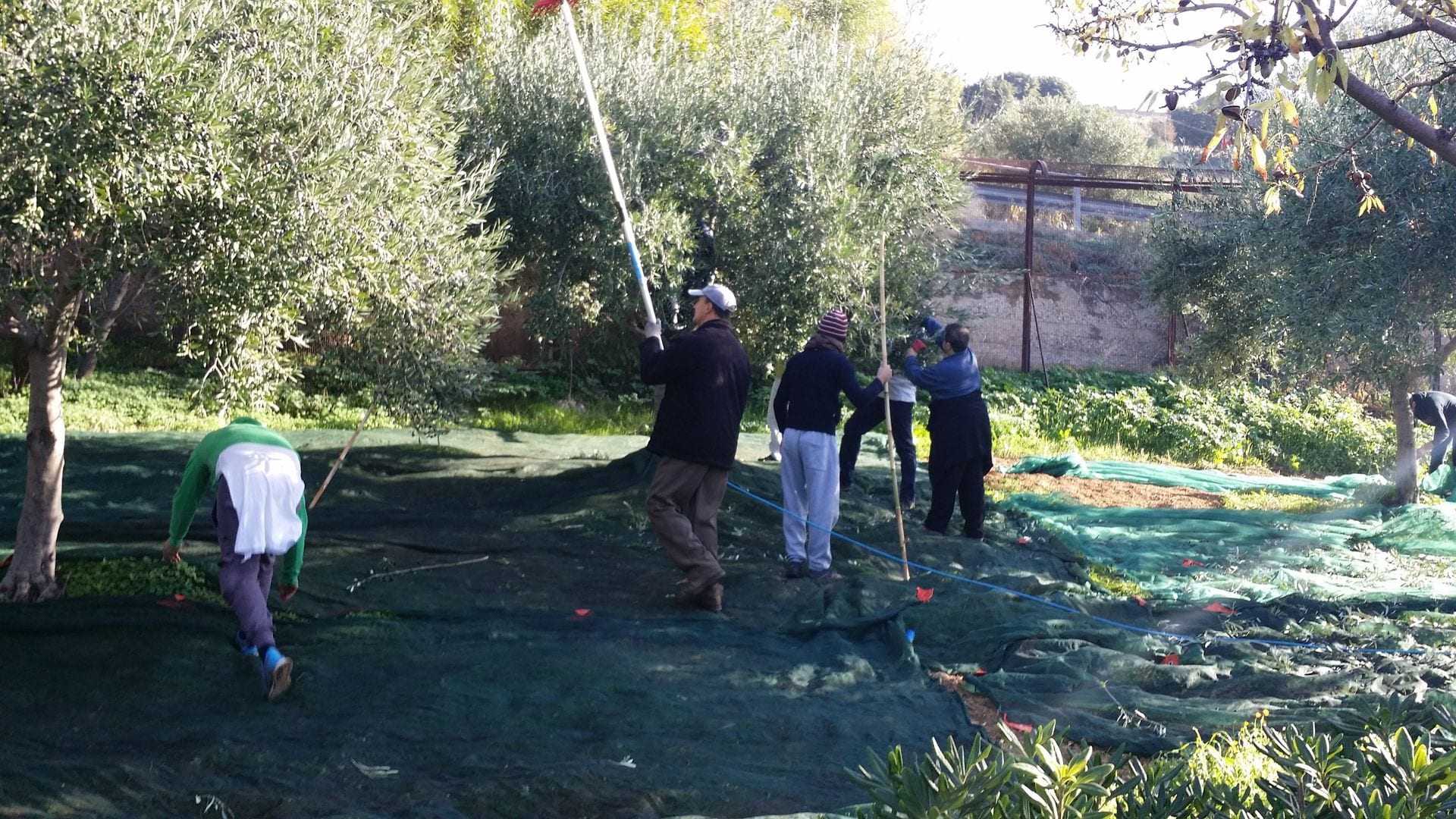 Group of individuals harvesting olives using poles in an olive grove. - Olive Oil Times