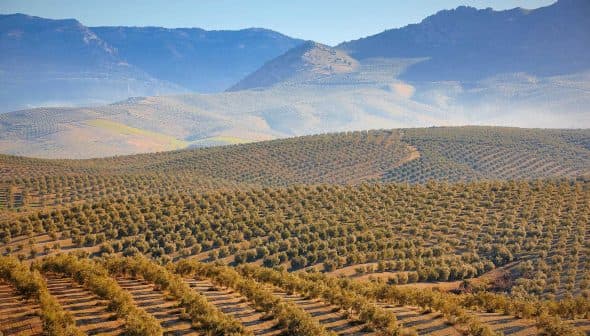 Vast olive grove with rows of trees on rolling hills under a clear sky. - Olive Oil Times