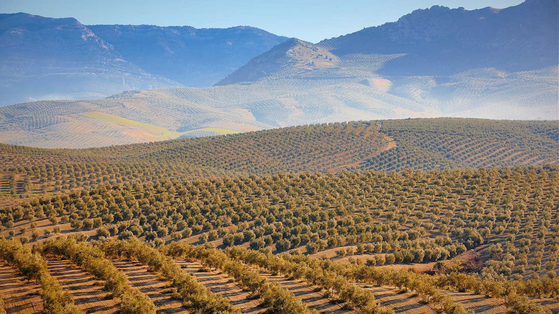 Vast olive grove with rows of trees on rolling hills under a clear sky. - Olive Oil Times