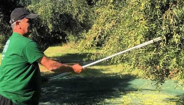 Man using a long pole to harvest olives from an olive tree in a field. - Olive Oil Times
