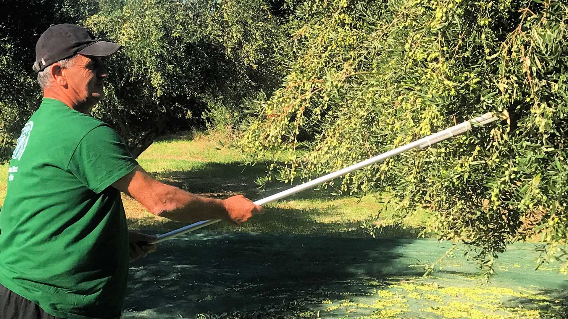 Man using a long pole to harvest olives from an olive tree in a field. - Olive Oil Times