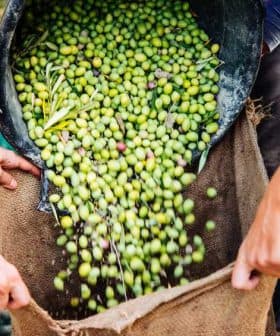 Hands pouring freshly harvested green olives from a bag into a larger sack during the olive harvest. - Olive Oil Times
