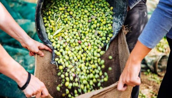 Hands pouring freshly harvested green olives from a bag into a larger sack during the olive harvest. - Olive Oil Times