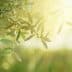 Close-up of olive tree leaves illuminated by soft sunlight with a blurred background. - Olive Oil Times