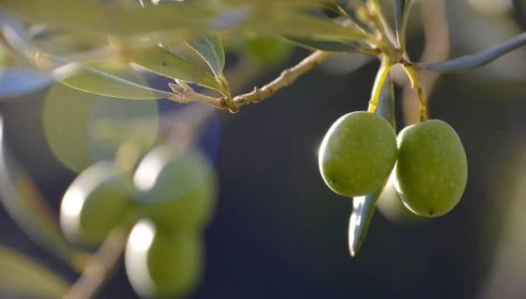 Close-up of green olives hanging from a branch of an olive tree with blurred background. - Olive Oil Times