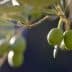 Close-up of green olives hanging from a branch of an olive tree with blurred background. - Olive Oil Times