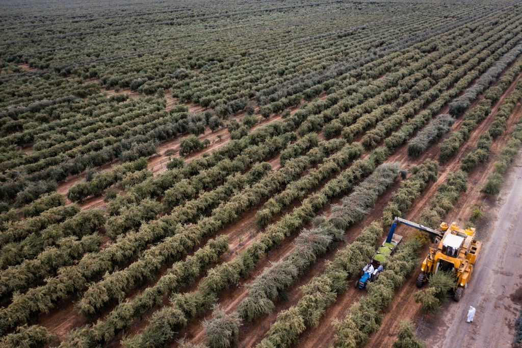 A harvesting machine collecting olives in a large olive grove with rows of olive trees. - Olive Oil Times