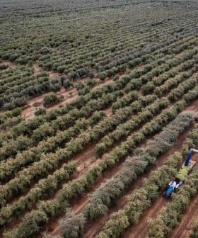 A harvesting machine collecting olives in a large olive grove with rows of olive trees. - Olive Oil Times