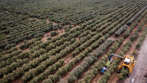 A harvesting machine collecting olives in a large olive grove with rows of olive trees. - Olive Oil Times