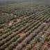 A harvesting machine collecting olives in a large olive grove with rows of olive trees. - Olive Oil Times