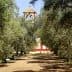 Pathway through an olive grove leading to a bell tower in the background. - Olive Oil Times
